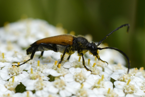 Stictoleptura fulva