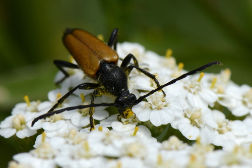 Stictoleptura fulva