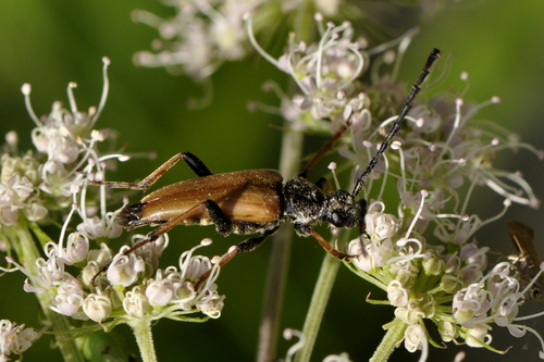 Stictoleptura rubra
