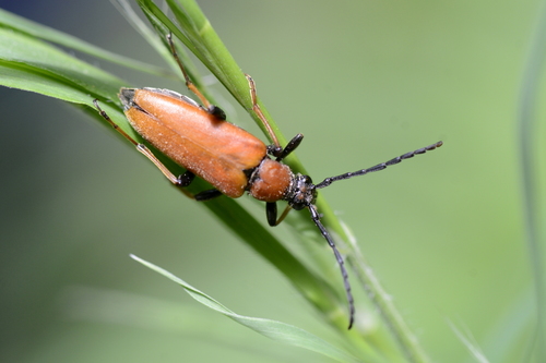 Stictoleptura rubra