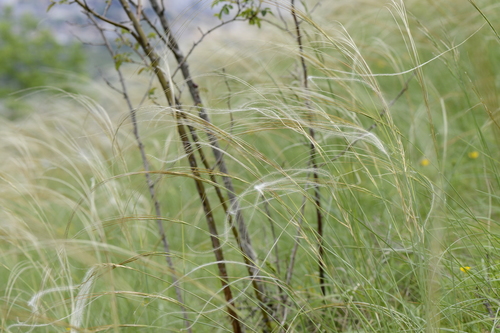 Stipa pennata