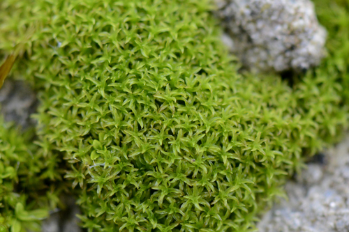 Streblotrichum convolutum