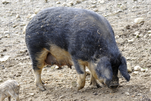 Sus domesticus