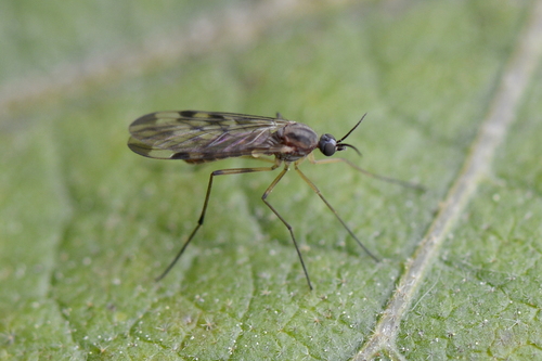 Sylvicola
