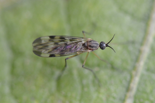 Sylvicola