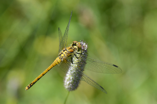 Sympetrum danae