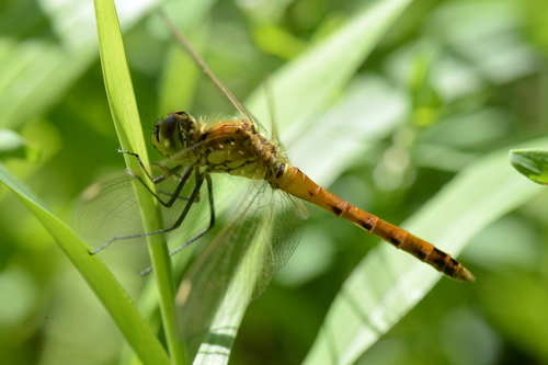 Sympetrum depressiusculum