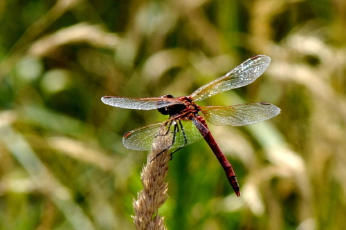 Sympetrum sanguineum