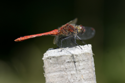 Sympetrum sanguineum