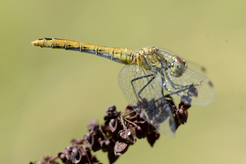 Sympetrum sanguineum