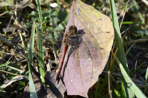 Sympetrum striolatum