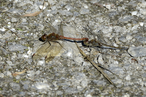 Sympetrum striolatum