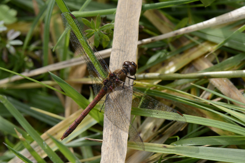 Sympetrum striolatum
