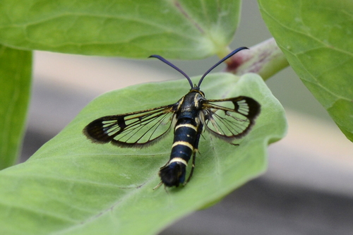 Synanthedon spuleri