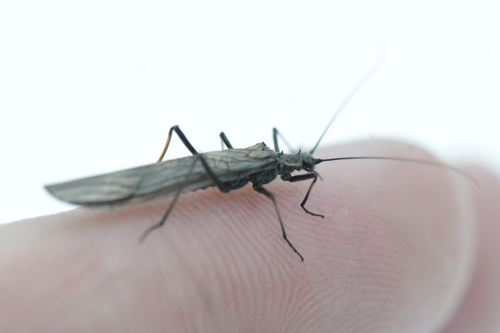 Taeniopteryx hubaulti