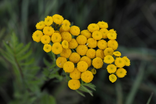 Tanacetum vulgare