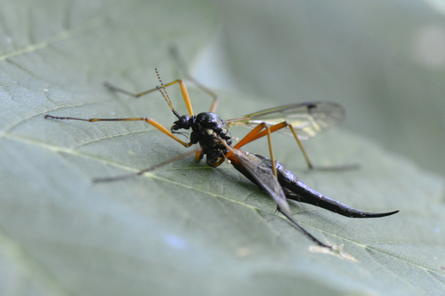 Tanyptera atrata