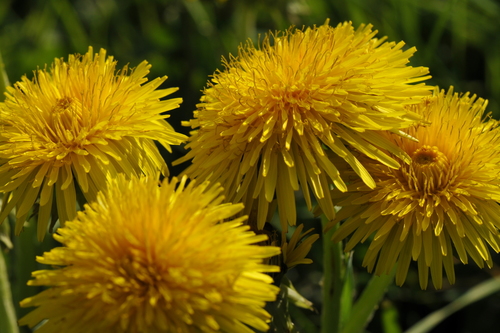 Taraxacum officinale