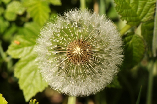 Taraxacum officinale