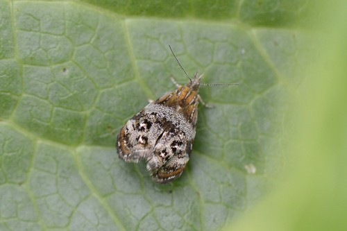 Tebenna