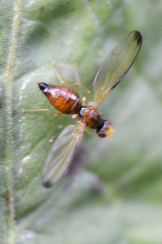 Temnosira saltuum