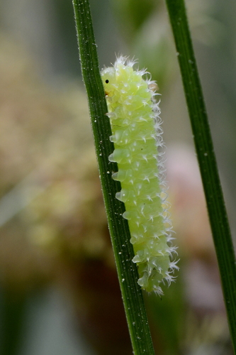Tenthredinidae