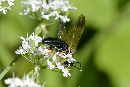 Tenthredo crassa