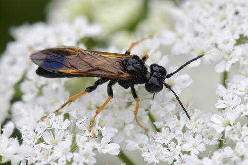 Tenthredo crassa