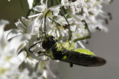 Tenthredo mesomela