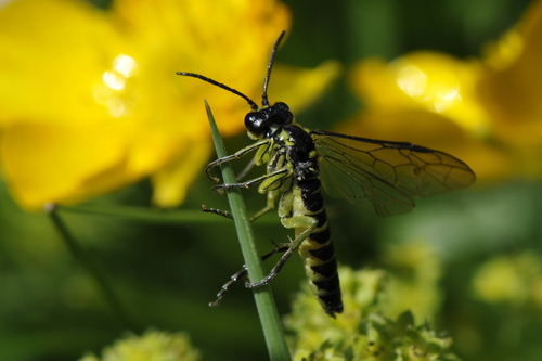 Tenthredo mesomela