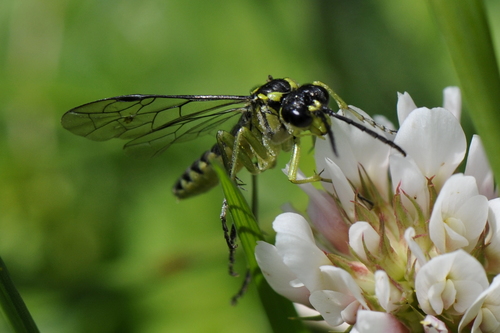 Tenthredo mesomela