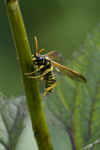 Tenthredo scrophulariae