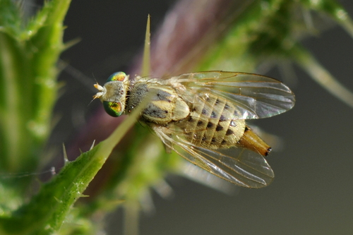 Terellia serratulae