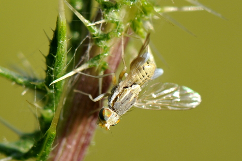 Terellia serratulae