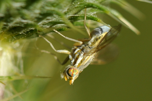 Terellia serratulae