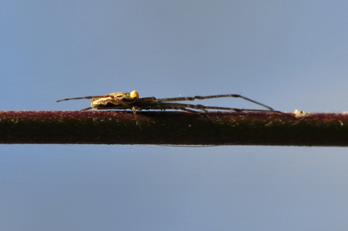 Tetragnatha extensa