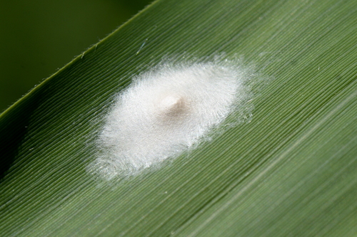 Tetragnathidae