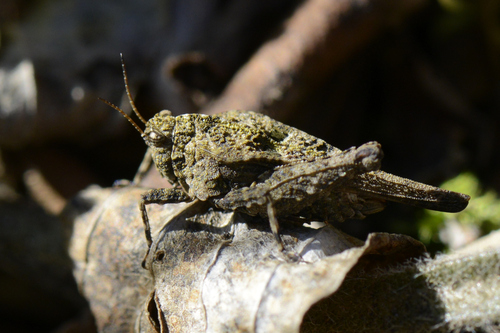 Tetrix depressa