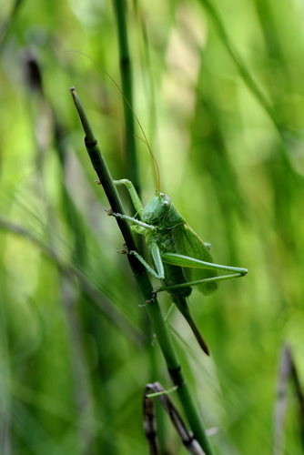 Tettigonia cantans