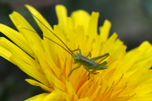 Tettigonia