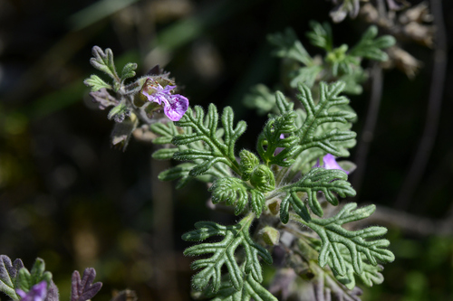 Teucrium botrys Teucrium botrys