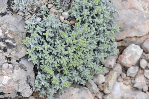 Teucrium