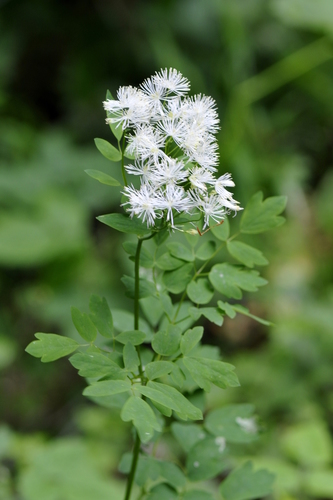 Thalictrum aquilegifolium