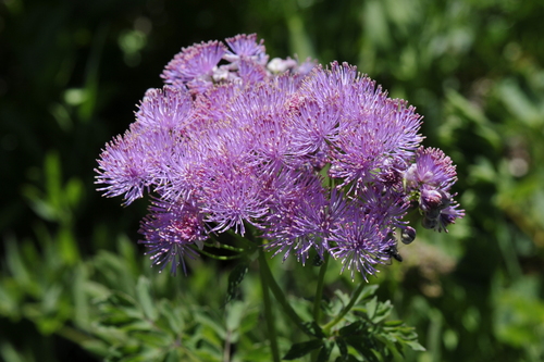 Thalictrum aquilegifolium