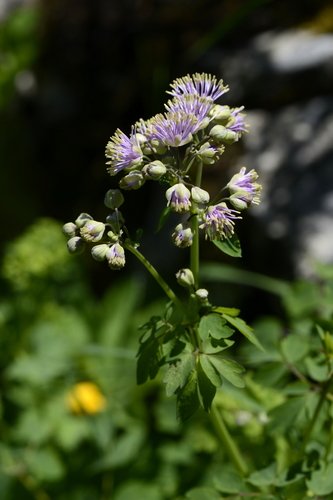 Thalictrum aquilegifolium