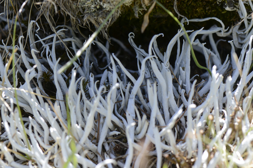 Thamnolia vermicularis