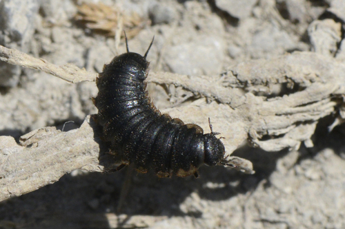 Thanatophilus sinuatus