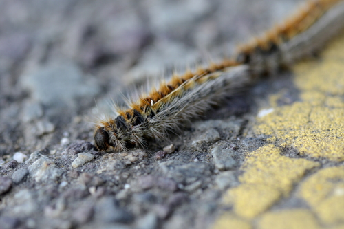 Thaumetopoea pityocampa