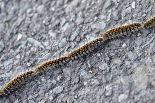 Thaumetopoea pityocampa