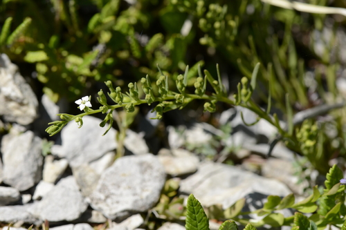 Thesium alpinum